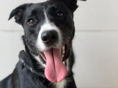 Milka e Oreo