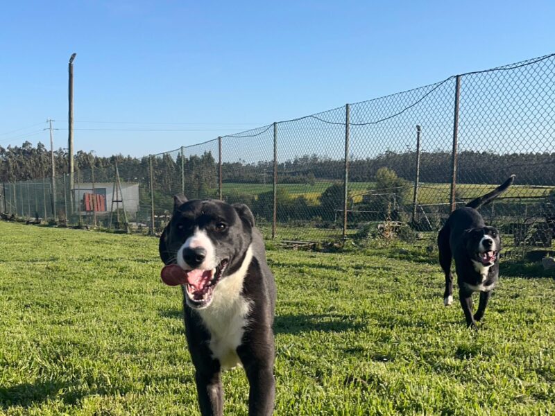Milka e Oreo