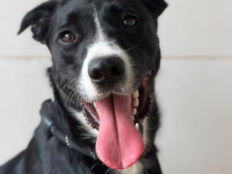 Oreo