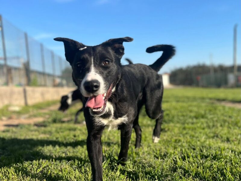 Oreo