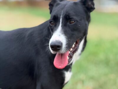 Oreo
