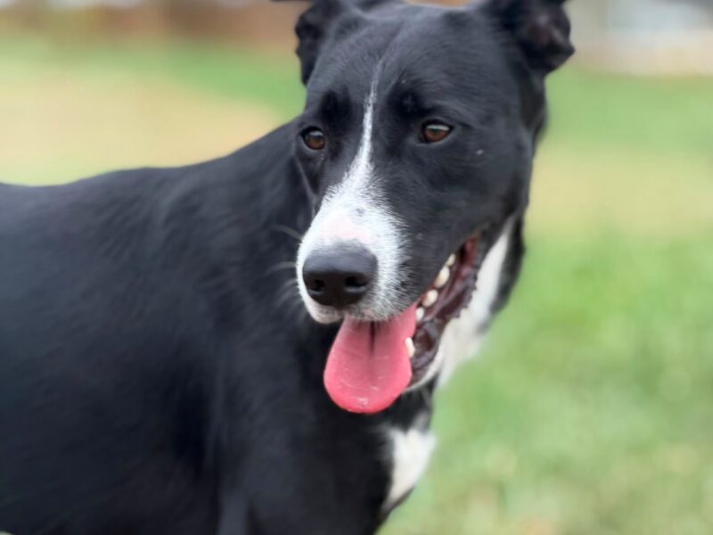 Oreo